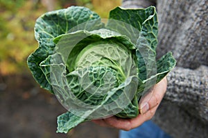 Man Holding Home Grown Cabbage