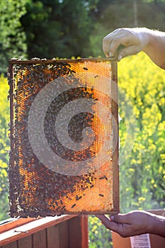 Man holding honeycomb with bees on it in the nature