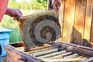 Man holding honeycomb frame for checking the bees