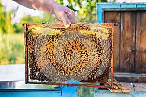 Man holding honeycomb frame for checking the bees