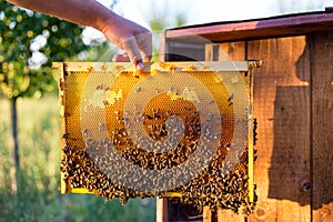 Man holding honeycomb frame for checking the bees