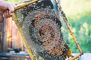 Man holding honeycomb frame for checking the bees