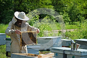 Man holding a honeycomb full of bees. Beekeeper in protective workwear inspecting frame at apiary.