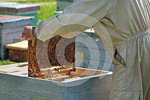 Man holding a honeycomb full of bees. Beekeeper in protective workwear inspecting frame at apiary.