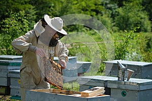 Man holding a honeycomb full of bees. Beekeeper in protective workwear inspecting frame at apiary.