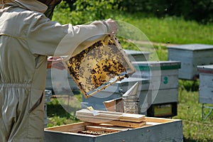 Man holding a honeycomb full of bees. Beekeeper in protective workwear inspecting frame at apiary.