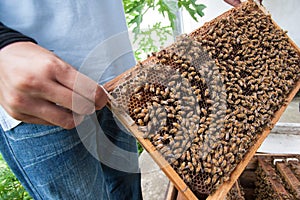 A man holding honeycomb with honey bees