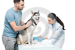 man holding husky and female veterinarian bandaging paw