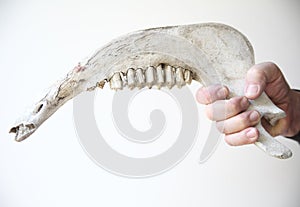 Man holding jawbone of large animal