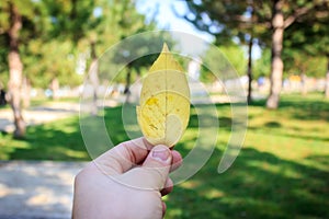 Man holding leaf on hand in park
