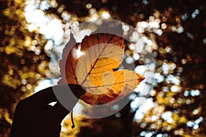 Man holding leaf in his hand. Sun is going through the leaves. Bokeh. Autumn moody picture with flare