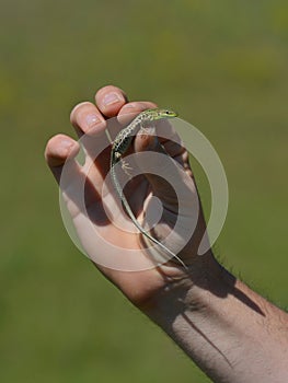 Man holding lizard in hand with blurred background