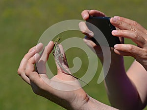 Man holding lizard in hand, other takes photo with cell phone - blurred background