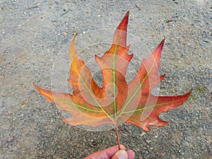 A man holding a Maple leaf in his hand