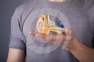 Man holding the model of the human inner ear in hands