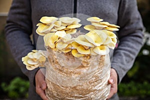 Man holding mycelium substrate with golden oyster mushrooms, fungiculture at home