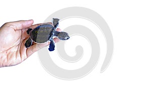 Man holding a newborn Baby Olive Ridley sea turtle isolared on w photo