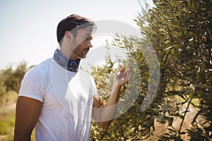 Man holding olive tree at farm on sunny day