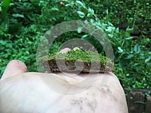 A man holding pice of soil containing various types of small plant diversity.