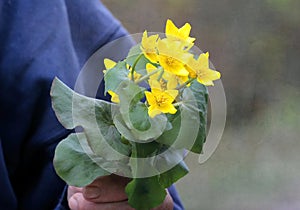 Man holding picked marsh merigold flowers.