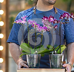 Man holding pink Dendrobium nobile orchid flower