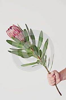 Man holding a pink protea flower in hand with white background