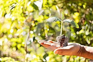 man holding plant saplings to prepare for planting