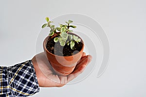 Man holding portulacaria afra variegata house plant in terracotta pot