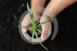 Man holding pot with green seedling and soil outdoors