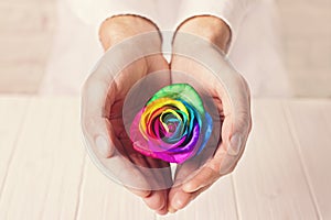 Man holding rainbow rose in heart shaped hands. Valentine`s postcard.