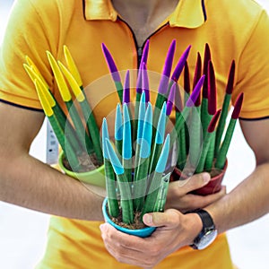 Man holding Sanseveria velvet touch