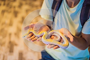 A man holding a small python in his hands