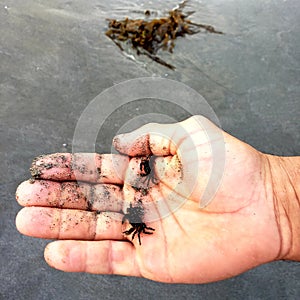 Man holding a small sand crabs photo