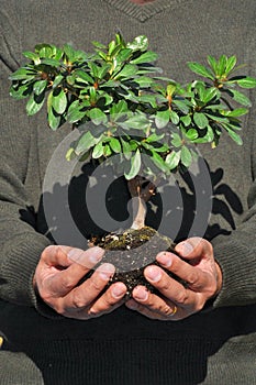 Man Holding Small Tree In Hands