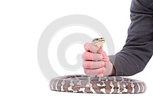 Man holding snake in the hand