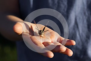 Man Holding Sphinx Moth in His Hand