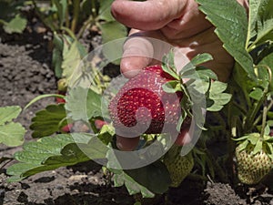 Man holding a strawberry photo