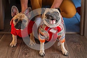 Man holding and stroking his pets pug dog and french bulldog. Happy dogs dressed in knitted sweaters at home. Dogs and owner