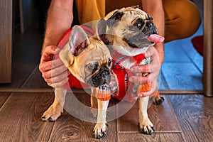 Man holding and stroking his pets pug dog and french bulldog. Happy dogs dressed in knitted sweaters at home. Dogs and owner