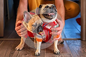 Man holding and stroking his pets pug dog and french bulldog. Happy dogs dressed in knitted sweaters at home. Dogs and owner