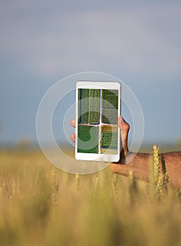 Man holding tablet with image in wheat field