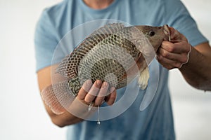 A Man Holding a Tilapia Fish Oreochromis niloticus