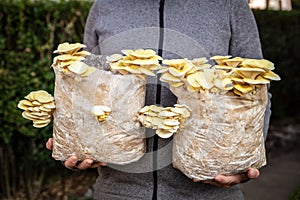 Man holding two mycelium substrate with golden oyster mushrooms, fungiculture at home