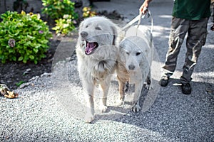 Man holding two white dogs on a leash