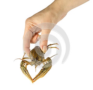 Man holding wild crayfish in hand