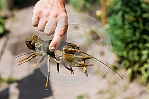 Man holding wild Signal crayfish