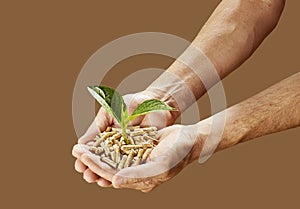 Man holding wood pellets with a young seedling