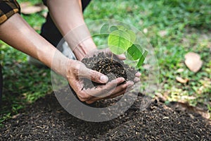 Man holding young sprout tree in two hands to protection new generation seedling to transplant into soil in the garden