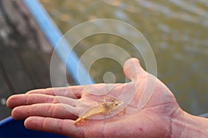 Man holding a young yabbie in the palm of his hand by a river in Australia