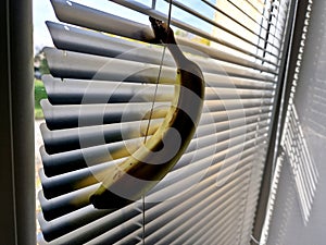 a man holds a banana in his hand and crushes it in a closed window sadistically photo